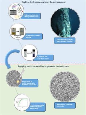 Metagenomics Meets Electrochemistry: Utilizing the Huge Catalytic Potential From the Uncultured Microbial Majority for Energy-Storage